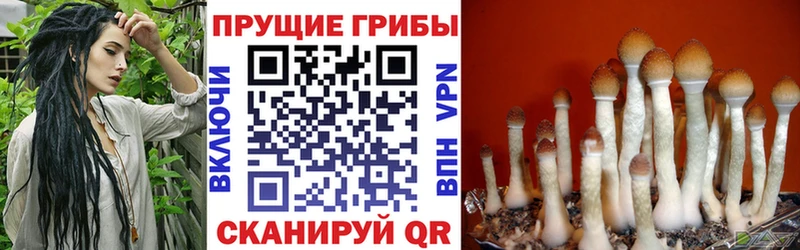 Галлюциногенные грибы Psilocybe  hydra   Володарск 